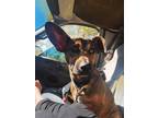 Adopt Nico a Brown/Chocolate Corgi / Mixed dog in Lakeland, FL (41230617)