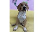 Adopt Todd a Red/Golden/Orange/Chestnut Beagle / Mixed dog in Grove