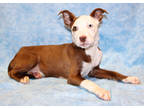 Adopt Frances K58 2/27/24 a Brown/Chocolate American Pit Bull Terrier / Mixed