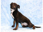 Adopt Diesel K79 2-13-24 a Black Australian Shepherd / Mixed dog in San Angelo