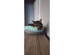 Adopt Mittens a Brown Tabby American Shorthair / Mixed (short coat) cat in
