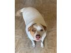 Adopt Baby a White - with Brown or Chocolate Mutt / Mixed dog in Dayton