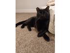 Adopt Panther a All Black American Shorthair / Mixed (short coat) cat in Las