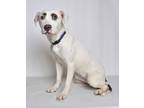 Adopt April a White Mixed Breed (Medium) dog in Jefferson City, MO (41213758)