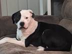 Adopt Darla a Black - with White Bull Terrier / Mixed dog in Cassville