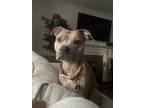 Adopt Nola a Merle American Pit Bull Terrier / Mixed dog in Florence