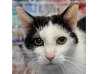 Adopt Cody a Black & White or Tuxedo Domestic Shorthair / Mixed (short coat) cat