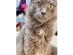 Adopt Austin a Gray or Blue (Mostly) Domestic Longhair / Mixed (long coat) cat