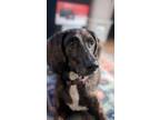 Adopt Wilco a Brindle Plott Hound / Cairn Terrier / Mixed dog in Scottdale