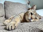 Adopt Garfield a Brown Tabby American Shorthair / Mixed (short coat) cat in