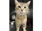 Adopt Simon a Brown or Chocolate (Mostly) Domestic Shorthair (short coat) cat in