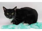Adopt Mittens XVIII a Black & White or Tuxedo Domestic Shorthair / Mixed cat in