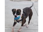 Adopt Bruno a Brindle - with White Pit Bull Terrier / Mixed dog in Knoxville