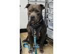 Adopt Buster a Gray/Blue/Silver/Salt & Pepper Mixed Breed (Large) / Mixed dog in