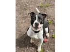 Adopt Cal a Black American Pit Bull Terrier / Mixed dog in St.
