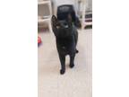 Adopt Spider a All Black Domestic Shorthair / Domestic Shorthair / Mixed cat in