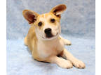 Adopt Aren G19 4-3-24 a Tan/Yellow/Fawn Shepherd (Unknown Type) / Mixed dog in