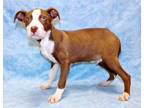 Adopt Florence K58 2/27/24 a Tan/Yellow/Fawn American Pit Bull Terrier / Mixed