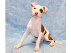 Adopt Little Bo Peep k68 3/22/24 a White American Pit Bull Terrier / Mixed dog