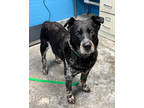 Adopt Ben (H+) a Black Australian Cattle Dog / Mixed dog in Paducah