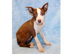 Adopt Ellis K56 2-29-24 a Brown/Chocolate American Pit Bull Terrier / Mixed