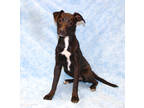 Adopt Brystal OT13 4/8/24 a Black Labrador Retriever / Mixed Breed (Medium) /