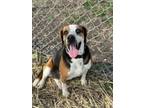 Adopt Derek a Black Beagle / Mixed Breed (Medium) / Mixed (short coat) dog in