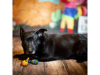 Adopt Dorothy a Black Mixed Breed (Small) / Mixed Breed (Small) / Mixed dog in