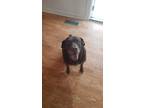 Adopt Bailey a Brown/Chocolate Labrador Retriever / Mixed dog in Seminole