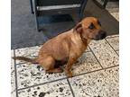 Adopt Hazel a Brown/Chocolate Black Mouth Cur / Mixed dog in Houston