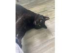 Adopt Marty a Black (Mostly) Domestic Shorthair (short coat) cat in Erie