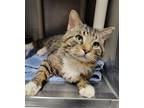 Adopt Daryl a Brown Tabby Domestic Shorthair (short coat) cat in Howell