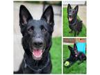 Adopt Schatzi a Black - with White Shepherd (Unknown Type) / Mixed dog in