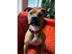 Adopt Kobe *URGENT FOSTER NEEDED TOO! a Tan/Yellow/Fawn - with Black Boxer /