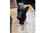 Adopt Sirius a Brindle Dutch Shepherd / Belgian Malinois / Mixed dog in Atlanta