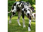 Adopt Magnificent Merle Maybelle a Great Dane / Mixed dog in Mishawaka