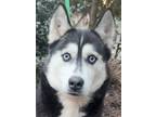 Adopt Bettina Blizzard a Black - with White Husky / Mixed dog in Mishawaka