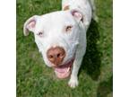 Adopt Pancho a White American Pit Bull Terrier / Mixed Breed (Medium) / Mixed