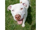 Adopt Pancho a White American Pit Bull Terrier / Mixed dog in Bryan