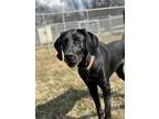 Adopt Cheeto a Black Hound (Unknown Type) / Labrador Retriever / Mixed dog in