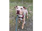 Adopt Zeus a Tan/Yellow/Fawn American Pit Bull Terrier / Mixed dog in Hudson