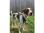 Adopt Biscuit a White - with Brown or Chocolate Pointer / Labrador Retriever /