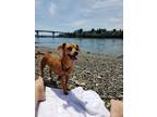 Adopt Disco a Tan/Yellow/Fawn - with Black Chiweenie / Mixed dog in Lakebay