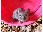 Adopt CRULLER a Silver or Gray Mouse / Mixed small animal in Frederick