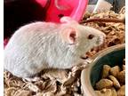 Adopt JELLY a Tan or Beige Mouse / Mixed (short coat) small animal in Frederick