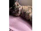 Adopt Secret a Brown Tabby Tabby / Mixed (medium coat) cat in Sherwood