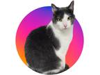 Adopt Charlotte a Domestic Shorthair (short coat) cat in Billings, MT (38537077)