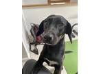 Adopt Eevie a Black Dachshund / Mixed dog in Cranston, RI (41230057)