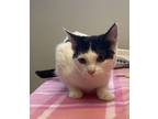 Adopt Trixie a White Domestic Shorthair / Domestic Shorthair / Mixed cat in