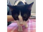 Adopt Leela a All Black Domestic Shorthair / Mixed Breed (Medium) / Mixed (short